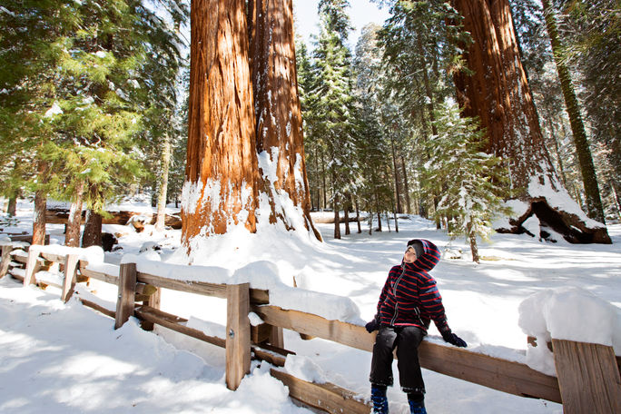 A kid in Sequoia National Park in northern California, during the winter. Adobe, sequoia national park, redwoods, sequoia trees, northern california, northern california in winter, winter in california