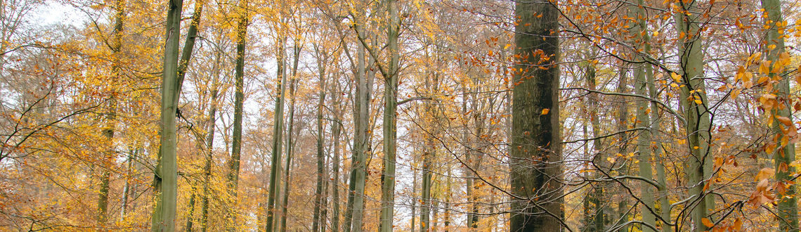 Belgium, autumn forest, European forest, forest in Europe, Sonian Forest