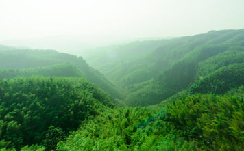 Shunan Bamboo Sea, bamboo forest, Chinese forests, forests in China, asian forests, forests in asia