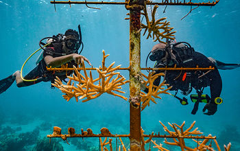 Sandals coral restoration in Saint Lucia