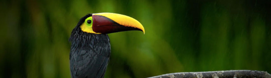 Costa Rica has natural reserves with a great diversity of endemic and migratory birds. (Photo via Provided by Collette).