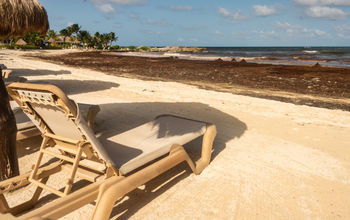 Sargassum seaweed in Mexico.