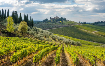 Vineyard in Tuscany
