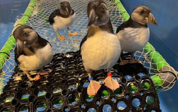 The new grant funding will fund a bird rescue quarantine area at SEA LIFE TRUST sanctuary in Iceland.
