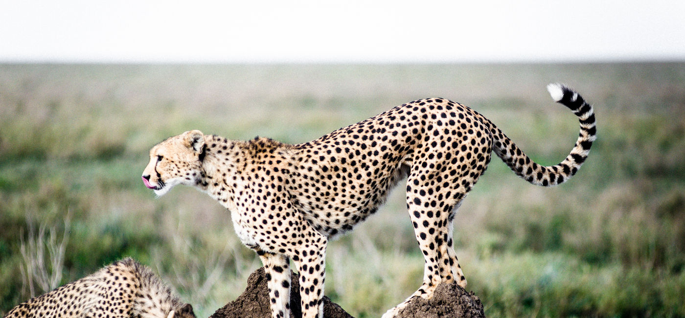 Image: Kichakani Camp, Serengeti National Park, Tanzania (Photo Credit: Abercrombie & Kent)