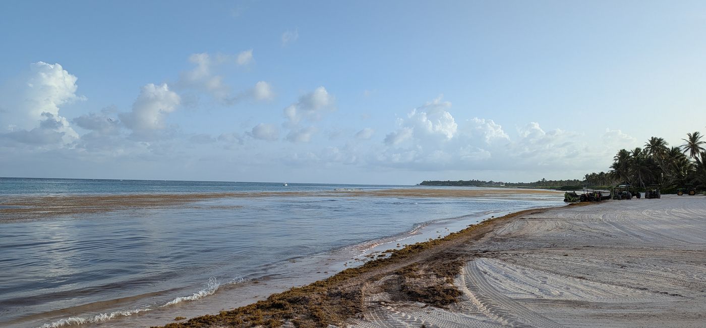 Image: Sargassum in the Dominican Republic (Photo Credit: Eric Bowman)