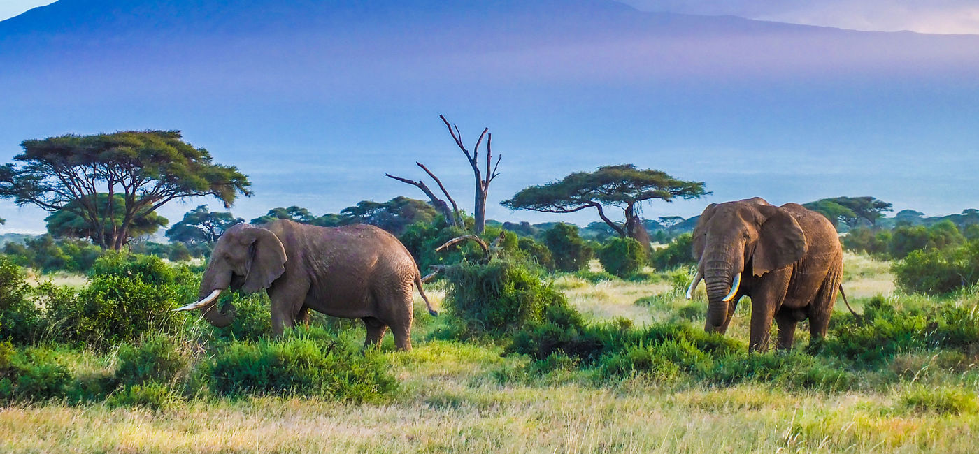 Image: Two Elephants and Kilimanjaro mountain (photo via squashedbox/iStock/Getty Images Plus)