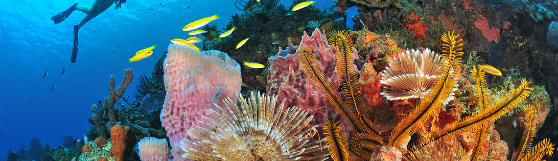 Martinique Diving © R.Pakiela Martinique Diving © R.Pakiela