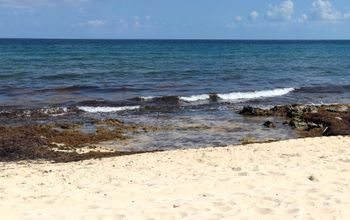 Sargassum on a beach in Riviera Maya, Mexico.