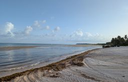 Sargassum, seaweed, caribbean, beach, tropical, ocean, sea, beaches,