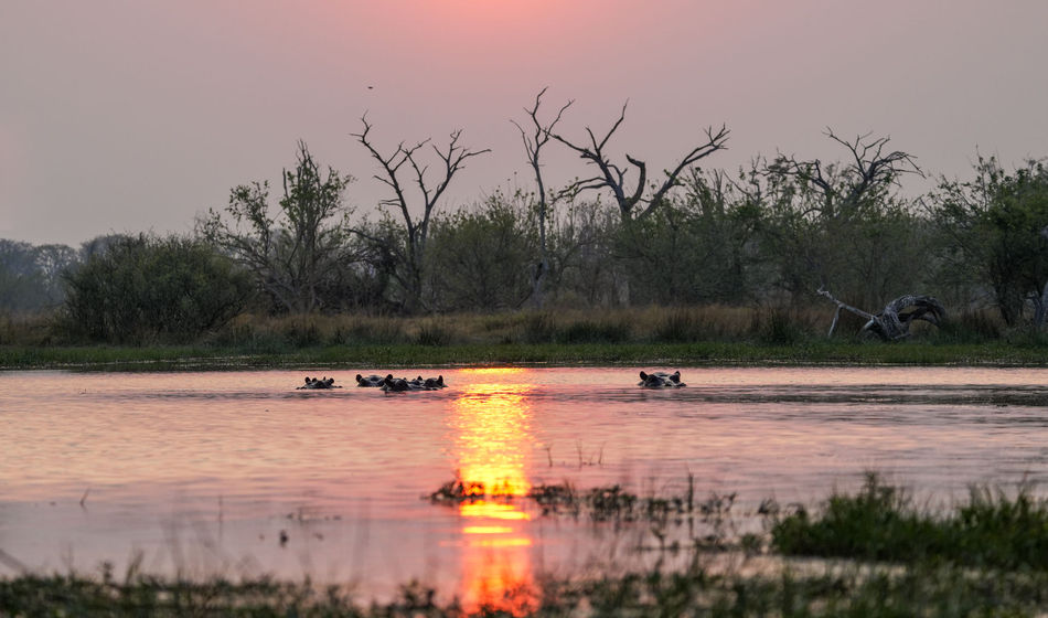 Botswana, Africa, Hippos, Sunrise, Safari