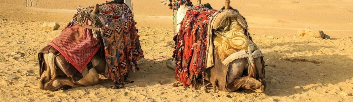 Pyramids, Giza, Egypt, A&S Signature Journeys, camels