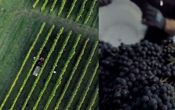 Wine from Denmark. Why not?